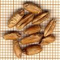 Emmer wheat